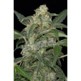 Haze 2.0 Automatic Feminised Seeds