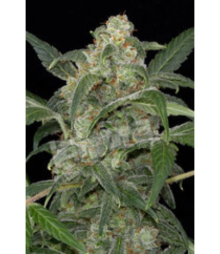Haze 2.0 Automatic Feminised Seeds