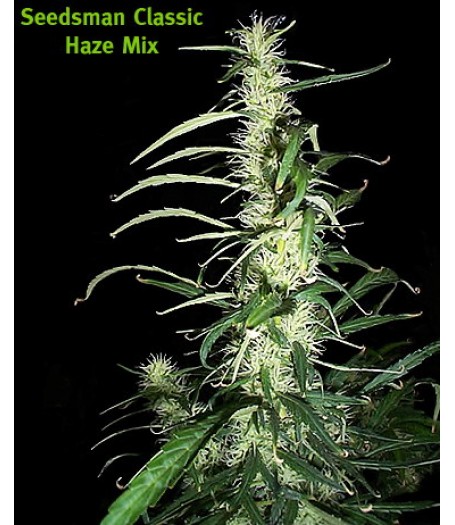 Haze Mix Regular Seeds