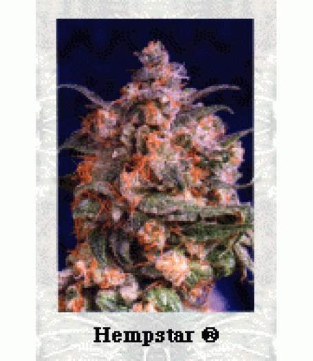 Brainstorm Feminised Seeds