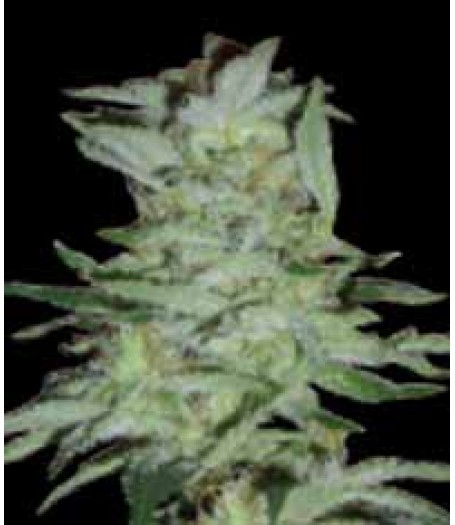 High Tension Feminised Seeds