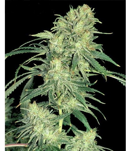 Pot of Gold Regular - 10 Seeds