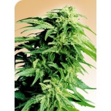 Hindu Kush Regular Seeds