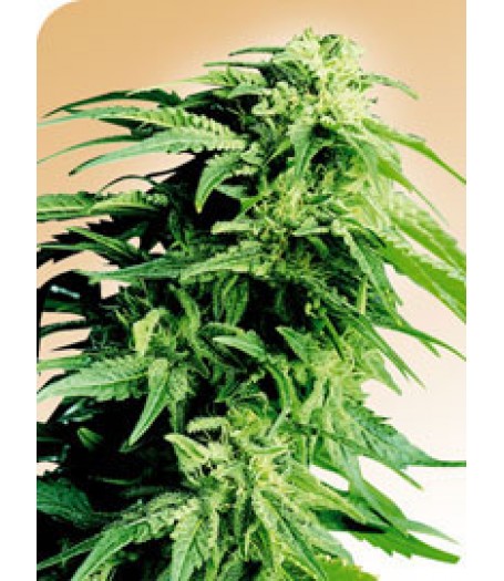 Hindu Kush Regular Seeds