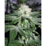 Ice Feminised Seeds