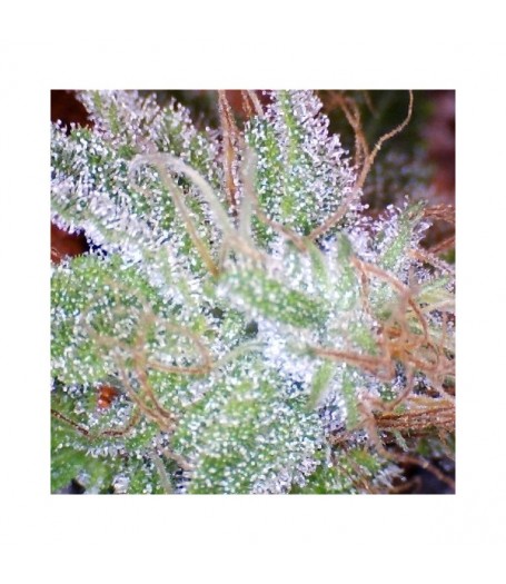 Ice Feminised Seeds - 5