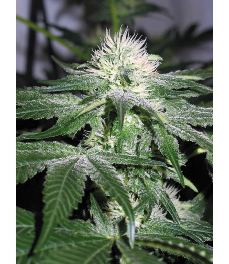 Ice Feminised Seeds