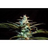 Ice Cool Feminised Seeds