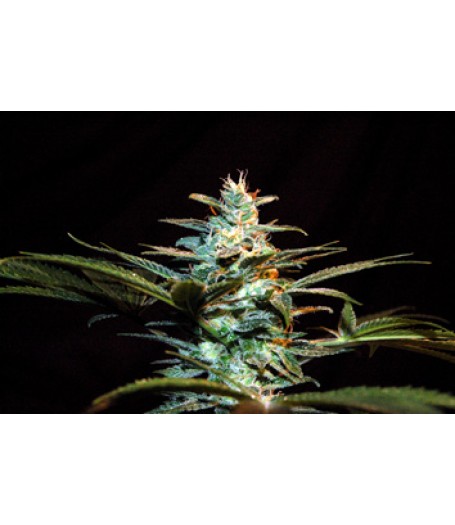 Ice Cool Feminised Seeds