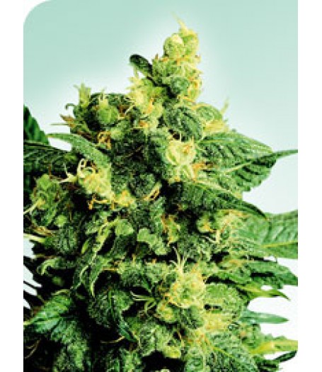 Shiva Shanti II Regular Seeds