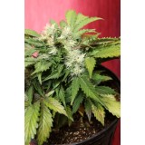 Betty Boo Autoflowering Feminised Seeds