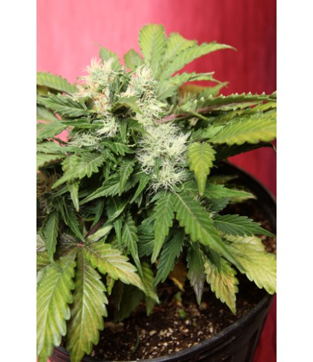 Betty Boo Autoflowering Feminised Seeds