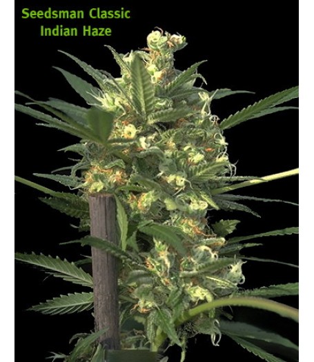 Indian Haze Regular Seeds -d