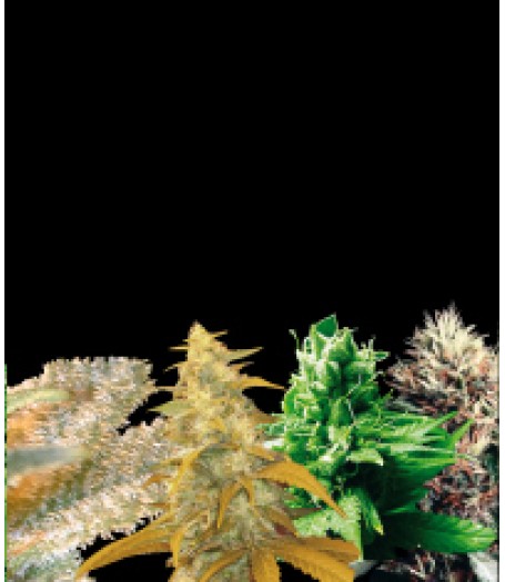 Indica Collection Feminised Seeds
