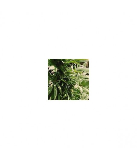 Indoor Mix Feminised Seeds - 5