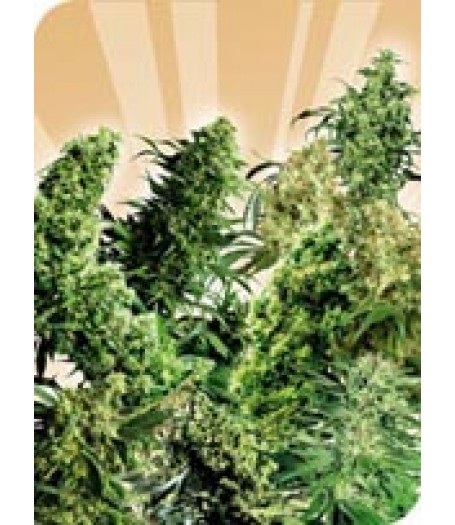 Indoor Mix Regular Seeds
