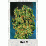 Isis Feminised Seeds