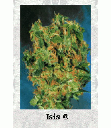 Isis Feminised Seeds
