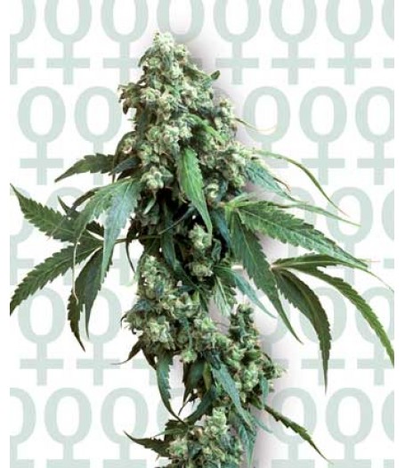 Jack Flash #5 Feminised Seeds