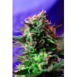 Jack 47 Feminised Seeds