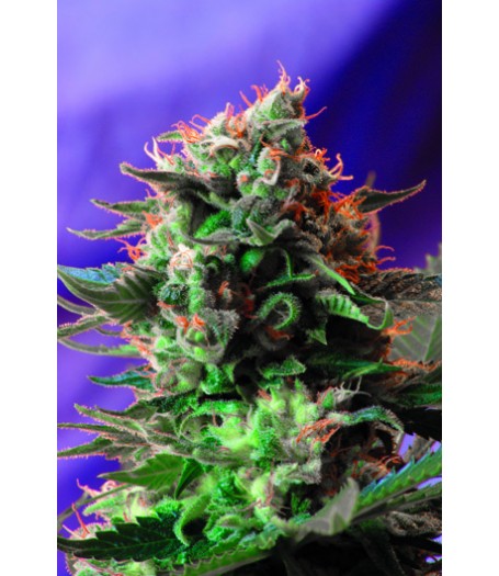 Jack 47 Feminised Seeds