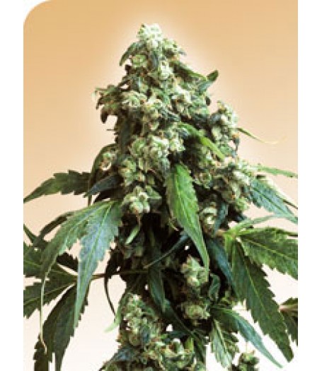Jack Flash Regular Seeds