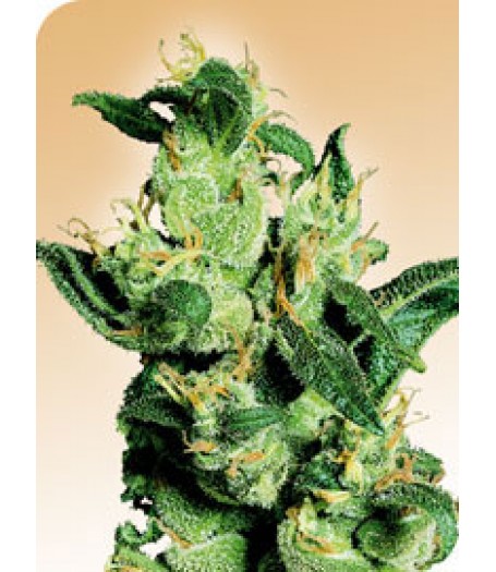 Jack Herer Regular Seeds