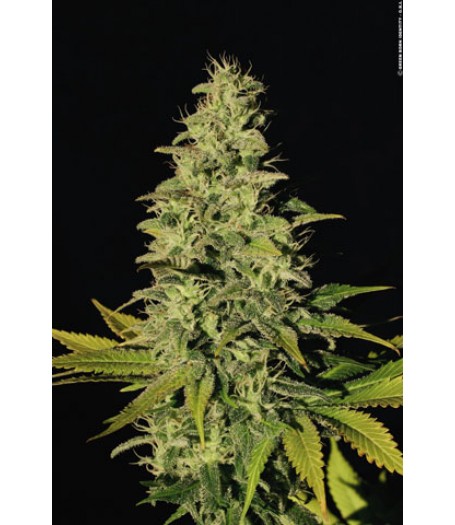 Jacky White Feminised Seeds
