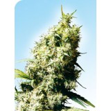 Jamaican Pearl Regular Seeds