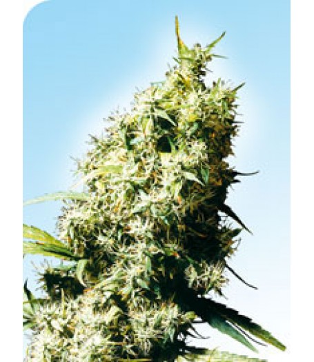 Jamaican Pearl Regular Seeds