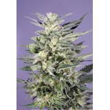 Jorge's Diamond Feminised Seeds