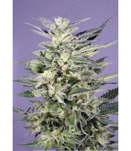 Jorge's Diamond Feminised Seeds