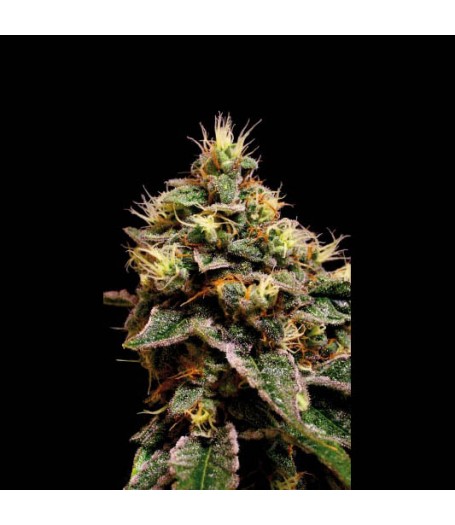 Kabrales Feminised Seeds