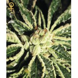 Kaia Kush Feminised Seeds