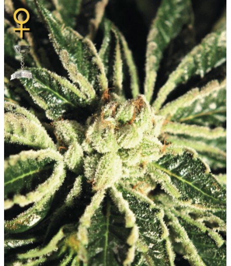Kaia Kush Feminised Seeds
