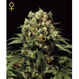 Kalashnikova Feminised Seeds 