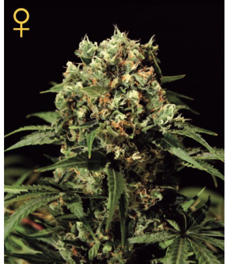 Kalashnikova Feminised Seeds 