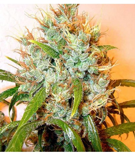 Kali Mist Regular Seeds