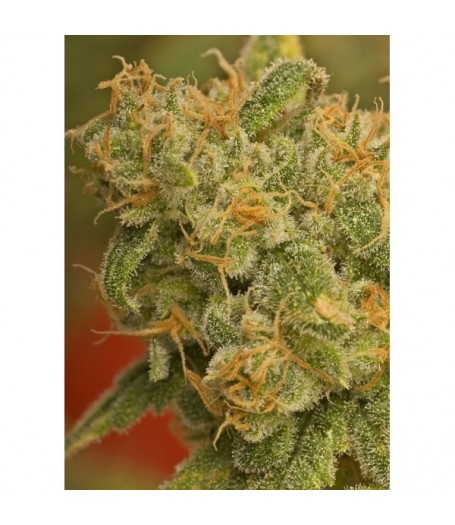 Kaya Gold Feminised Seeds - 5