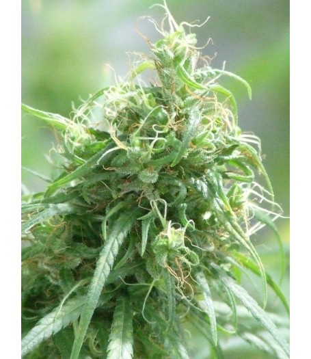 Kerala Regular Seeds