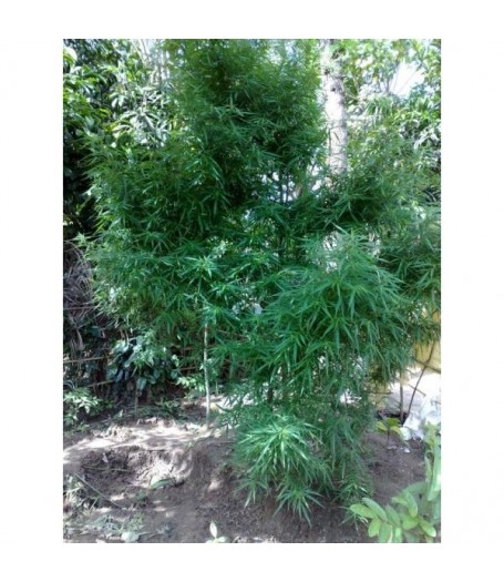 Kerala Regular Seeds ? 5