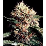 Ketama Regular Seeds