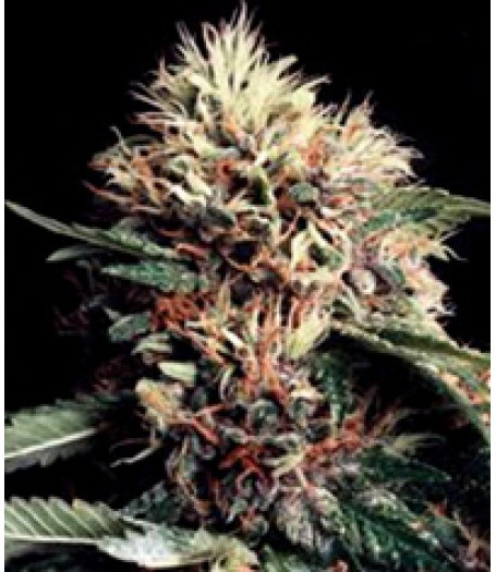 Ketama Feminised Seeds