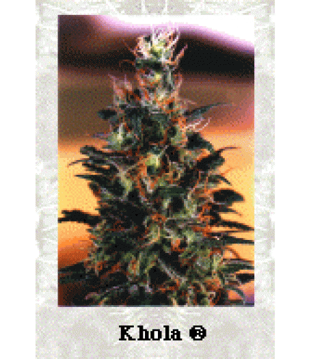 Khola Feminised Seeds