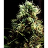 Kilimanjaro Feminised Seeds