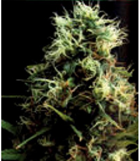 Kilimanjaro Feminised Seeds