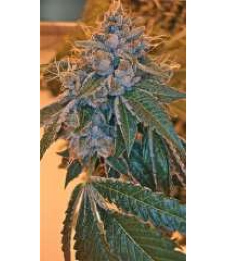 Kosher Kush Feminised Seeds - 6