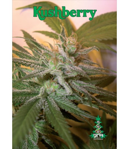 Kushberry Regular Seeds