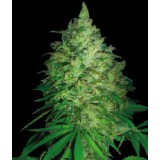 S. Africa Kwazulu Regular Seeds