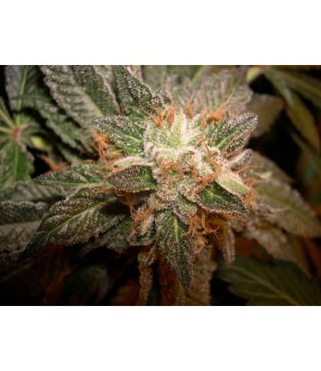 L.A. Confidential Feminised Seeds - 6 seeds